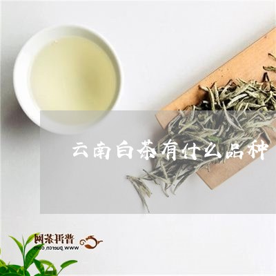 云南白茶有什么品种/2023121612704
