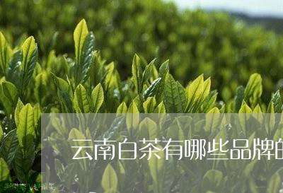 云南白茶有哪些品牌的/2023092760405