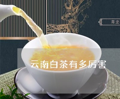 云南白茶有多厉害/2023061465927