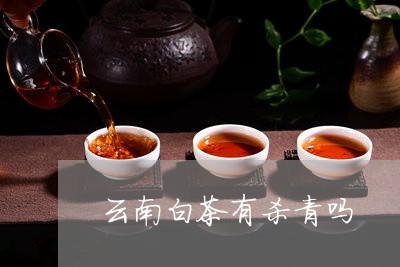 云南白茶有杀青吗/2023061497470