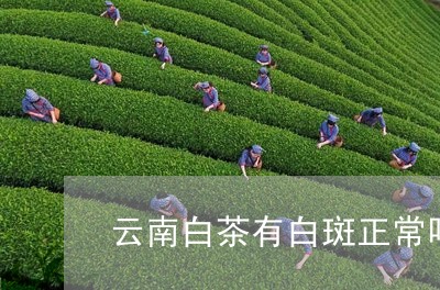 云南白茶有白斑正常吗/2023092729371