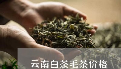 云南白茶毛茶价格/2023061458361