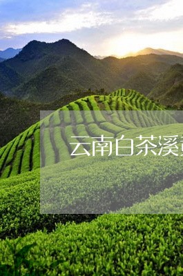 云南白茶溪黄草被骗/2023071575835