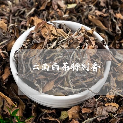 云南白茶特别香/2023073173936