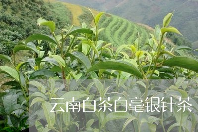 云南白茶白毫银针茶/2023071540405