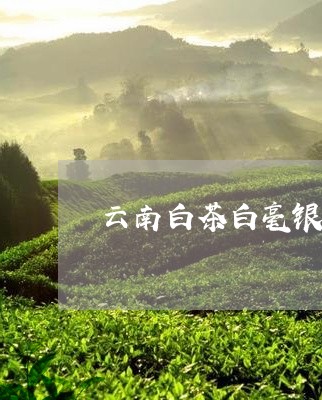 云南白茶白毫银针茶/2023121729603