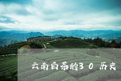 云南白茶的30历史/2023121529381