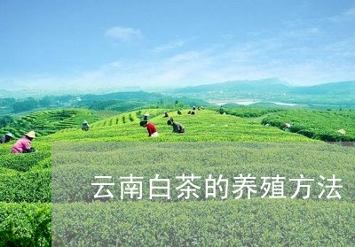 云南白茶的养殖方法/2023121688240