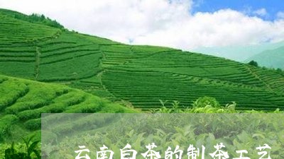 云南白茶的制茶工艺/2023081278180