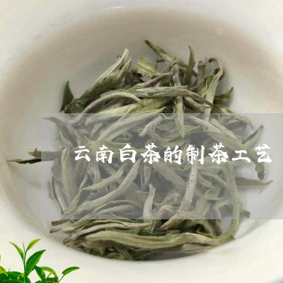 云南白茶的制茶工艺/2023121618370