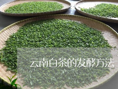 云南白茶的发酵方法/2023121657491