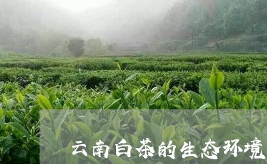 云南白茶的生态环境/2023081247182