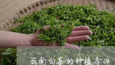 云南白茶的种植条件/2023121609281