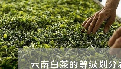 云南白茶的等级划分表/2023092748516