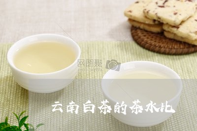 云南白茶的茶水比/2023061463814