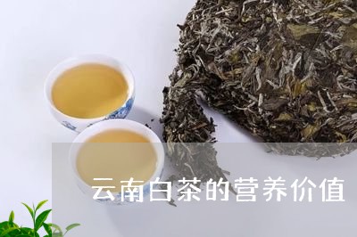 云南白茶的营养价值/2023121661513