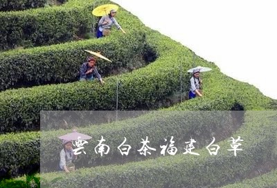 云南白茶福建白草/2023061442756