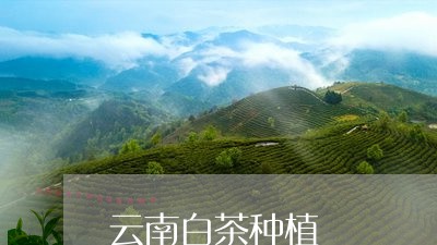 云南白茶种植/2023051214938