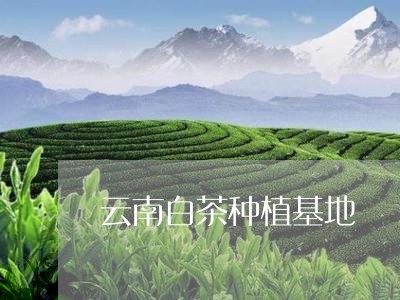 云南白茶种植基地/2023061466350