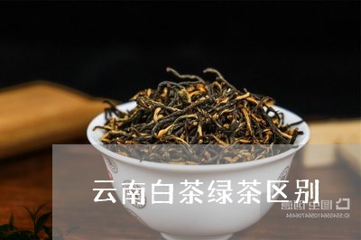 云南白茶绿茶区别/2023061451714