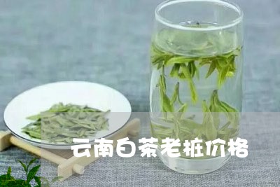 云南白茶老桩价格/2023061455081