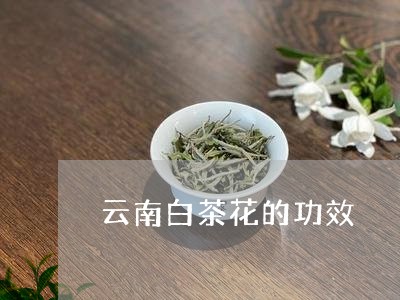 云南白茶花的功效/2023061475936