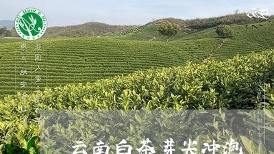 云南白茶芽尖冲泡/2023061492726