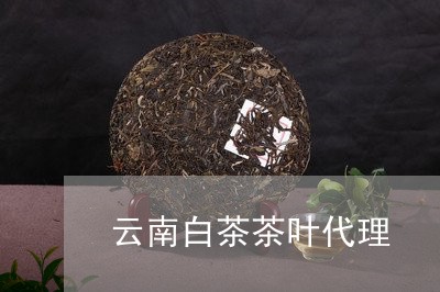 云南白茶茶叶代理/2023061446269