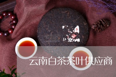 云南白茶茶叶供应商/2023121617372