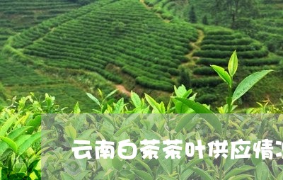 云南白茶茶叶供应情况/2023092759271