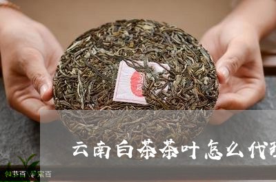 云南白茶茶叶怎么代理/2023092744148