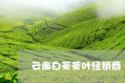 云南白茶茶叶经销商/2023121663294