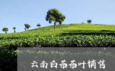 云南白茶茶叶销售/2023061472708