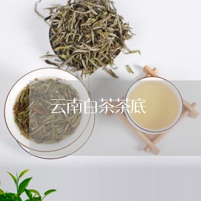 云南白茶茶底/2023051216250