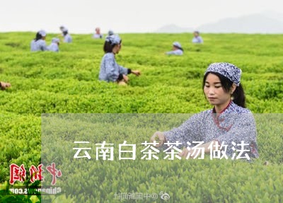 云南白茶茶汤做法/2023061401705