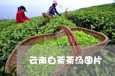 云南白茶茶汤图片/2023061408260