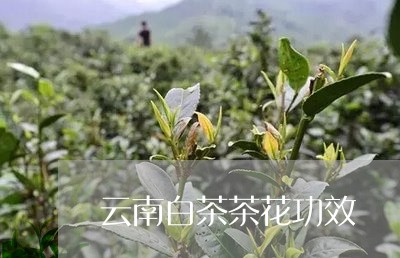 云南白茶茶花功效/2023061418369