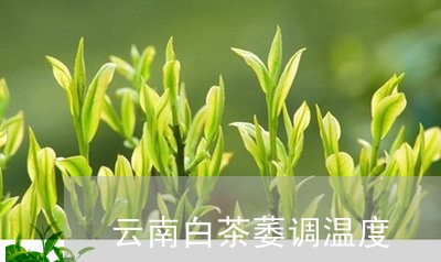 云南白茶萎调温度/2023061449694