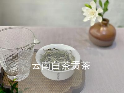 云南白茶贡茶/2023051263936