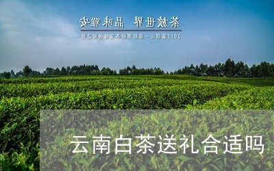 云南白茶送礼合适吗/2023081206369