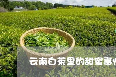 云南白茶里的甜蜜事情/2023092726050