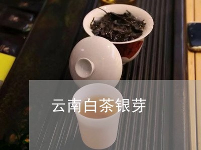 云南白茶银芽/2023051298482