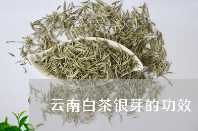 云南白茶银芽的功效/2023081297496