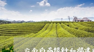 云南白茶银针和福建白毫银针/2023052640414