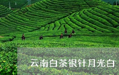 云南白茶银针月光白/2023071584059