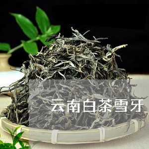 云南白茶雪牙/2023051247260