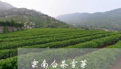 云南白茶雪芽/2023051269605