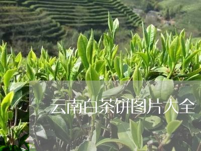 云南白茶饼图片大全/2023121698371