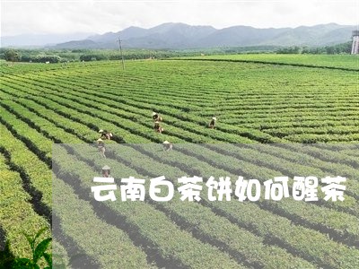 云南白茶饼如何醒茶/2023121649580