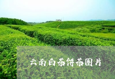 云南白茶饼茶图片/2023082630603